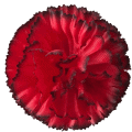 Гвоздика 05