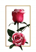 Троянда B2 HH