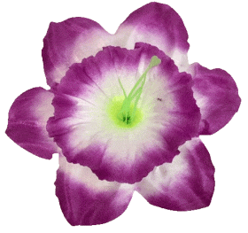 К243