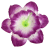 К243
